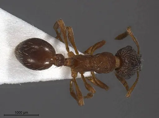 Myrmica tibetana specimen ANTWEB1008461 image antweb1008461_1