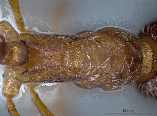 Myrmica tibetana specimen ANTWEB1008461 image antweb1008461_2