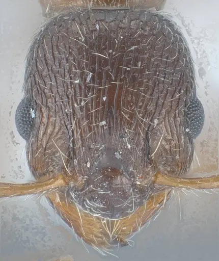 Myrmica tibetana specimen ANTWEB1008461 image antweb1008461_3