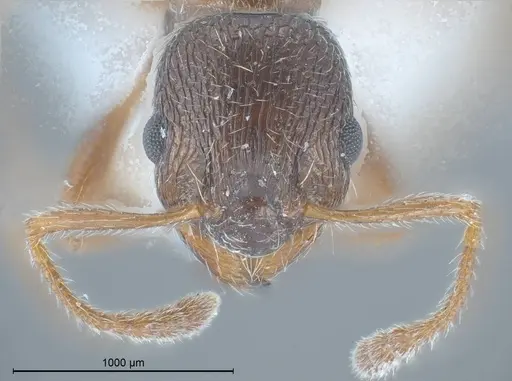 Myrmica tibetana specimen ANTWEB1008461 image antweb1008461_4