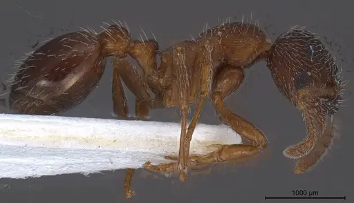Myrmica tibetana specimen ANTWEB1008461 image antweb1008461_5