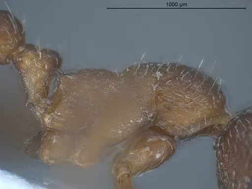 Myrmica tibetana specimen ANTWEB1008461 image antweb1008461_6
