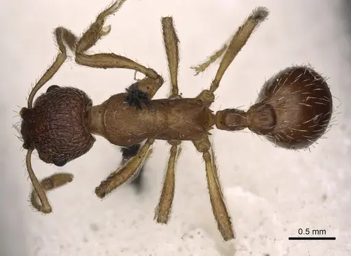 Myrmica tibetana specimen CASENT0900303 image casent0900303_1