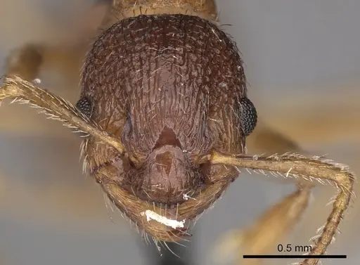 Myrmica tibetana specimen CASENT0900303 image casent0900303_2