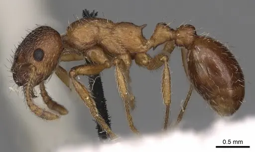 Myrmica tibetana specimen CASENT0900303 image casent0900303_3