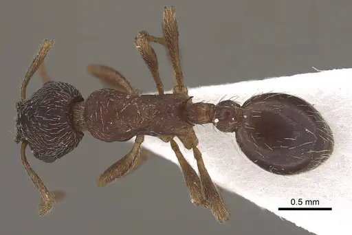 Myrmica tibetana specimen CASENT0919631 image casent0919631_1
