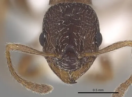 Myrmica tibetana specimen CASENT0919631 image casent0919631_2