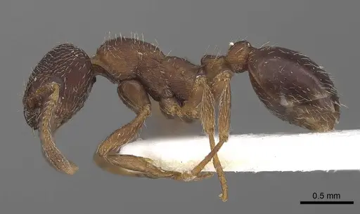 Myrmica tibetana specimen CASENT0919631 image casent0919631_3