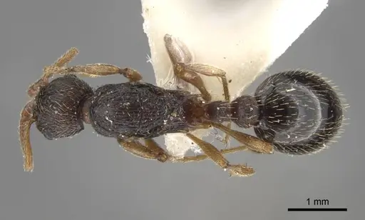 Myrmica transsibirica specimen CASENT0917528 image casent0917528_1
