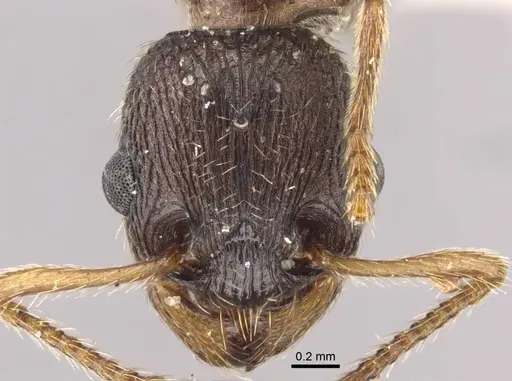 Myrmica transsibirica specimen CASENT0917528 image casent0917528_2