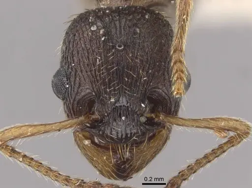 Myrmica transsibirica specimen CASENT0917528 image casent0917528_3