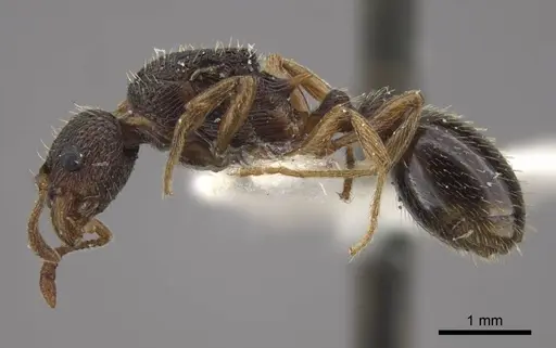 Myrmica transsibirica specimen CASENT0917528 image casent0917528_4