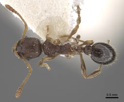 Myrmica transsibirica specimen CASENT0917529 image casent0917529_1
