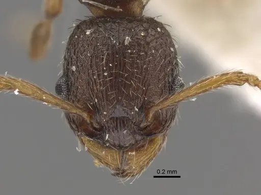 Myrmica transsibirica specimen CASENT0917529 image casent0917529_2