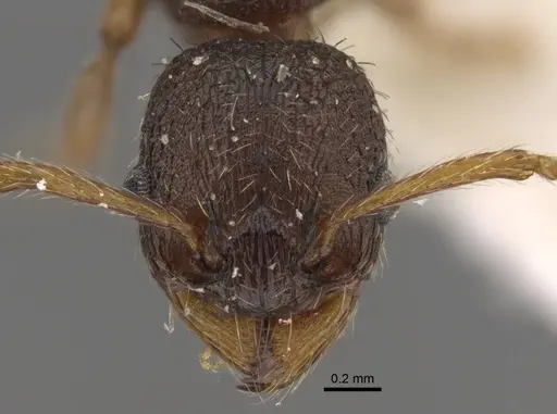 Myrmica transsibirica specimen CASENT0917529 image casent0917529_3