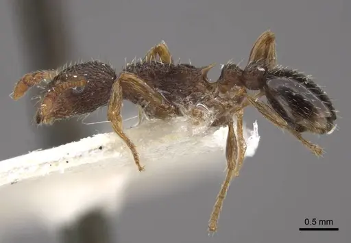 Myrmica transsibirica specimen CASENT0917529 image casent0917529_4