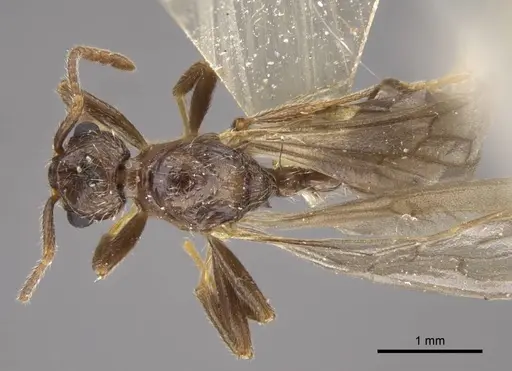 Myrmica transsibirica specimen CASENT0917666 image casent0917666_1