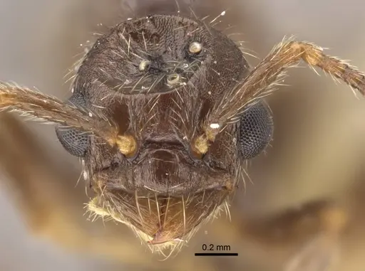 Myrmica transsibirica specimen CASENT0917666 image casent0917666_2