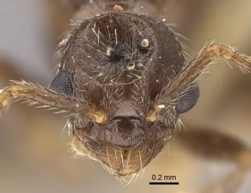 Myrmica transsibirica specimen CASENT0917666 image casent0917666_3