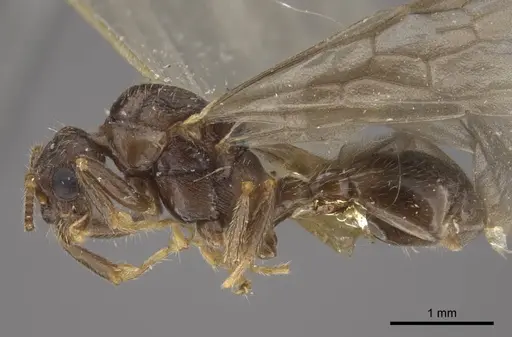 Myrmica transsibirica specimen CASENT0917666 image casent0917666_4