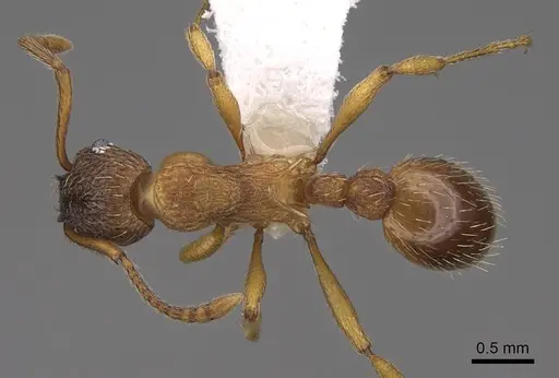 Myrmica transsibirica specimen CASENT0922776 image casent0922776_1