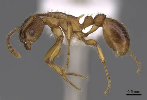 Myrmica transsibirica specimen CASENT0922776 image casent0922776_3