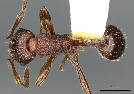 Myrmica trullicornis specimen CASENT0900350 image casent0900350_1