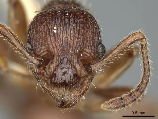 Myrmica trullicornis specimen CASENT0900350 image casent0900350_2