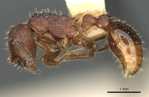 Myrmica trullicornis specimen CASENT0900350 image casent0900350_3