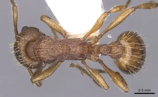 Myrmica tulinae specimen CASENT0913082 image casent0913082_1