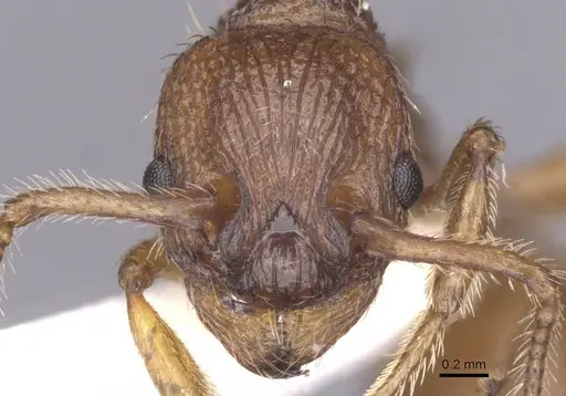 Myrmica tulinae specimen CASENT0913082 image casent0913082_2