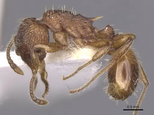 Myrmica tulinae specimen CASENT0913082 image casent0913082_3