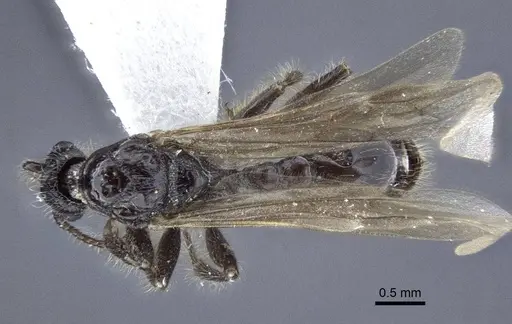 Myrmica tulinae specimen CASENT0916686 image casent0916686_1