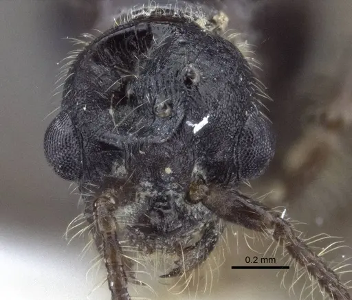Myrmica tulinae specimen CASENT0916686 image casent0916686_2