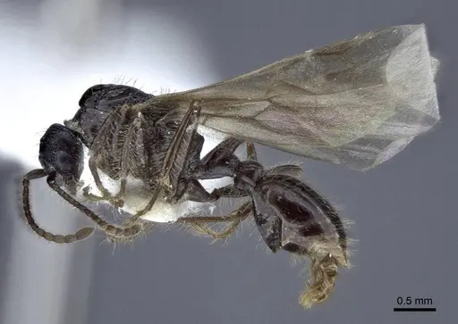 Myrmica tulinae specimen CASENT0916686 image casent0916686_3
