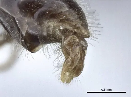 Myrmica tulinae specimen CASENT0916686 image casent0916686_4