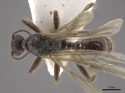 Myrmica tulinae specimen CASENT0917682 image casent0917682_1