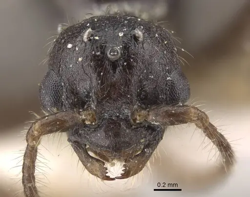 Myrmica tulinae specimen CASENT0917682 image casent0917682_2