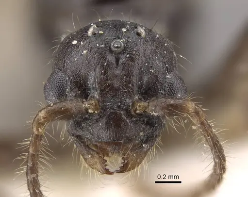 Myrmica tulinae specimen CASENT0917682 image casent0917682_3