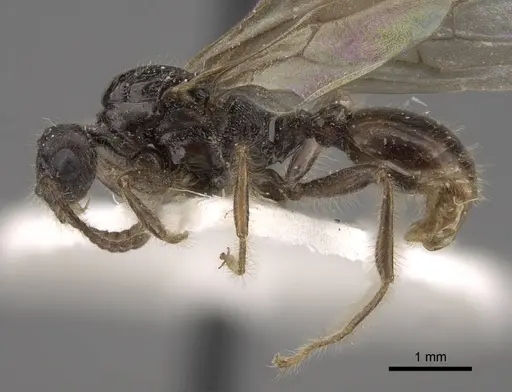 Myrmica tulinae specimen CASENT0917682 image casent0917682_4