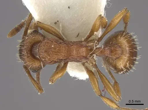 Myrmica tulinae specimen CASENT0917683 image casent0917683_1