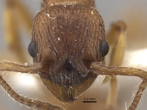 Myrmica tulinae specimen CASENT0917683 image casent0917683_2