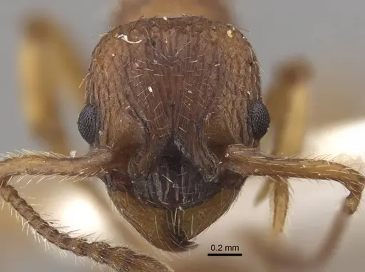 Myrmica tulinae specimen CASENT0917683 image casent0917683_3