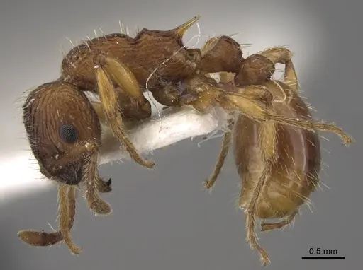 Myrmica tulinae specimen CASENT0917683 image casent0917683_4