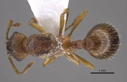 Myrmica tulinae specimen CASENT0917684 image casent0917684_1