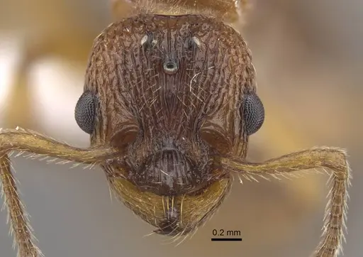 Myrmica tulinae specimen CASENT0917684 image casent0917684_2