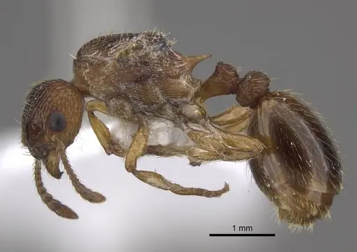 Myrmica tulinae specimen CASENT0917684 image casent0917684_4