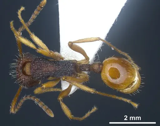 Myrmica urbanii specimen ANTWEB1041286 image antweb1041286_1