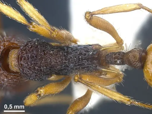 Myrmica urbanii specimen ANTWEB1041286 image antweb1041286_2