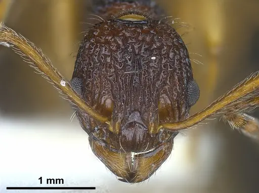 Myrmica urbanii specimen ANTWEB1041286 image antweb1041286_3